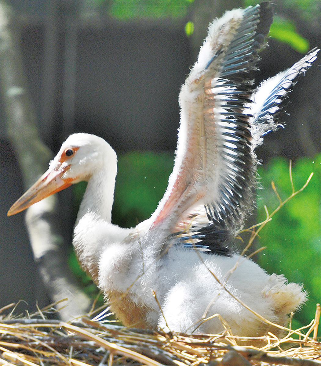 ズーラシア コウノトリが誕生 旭区 タウンニュース