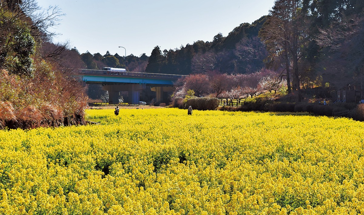 黄色の絨毯 一面に