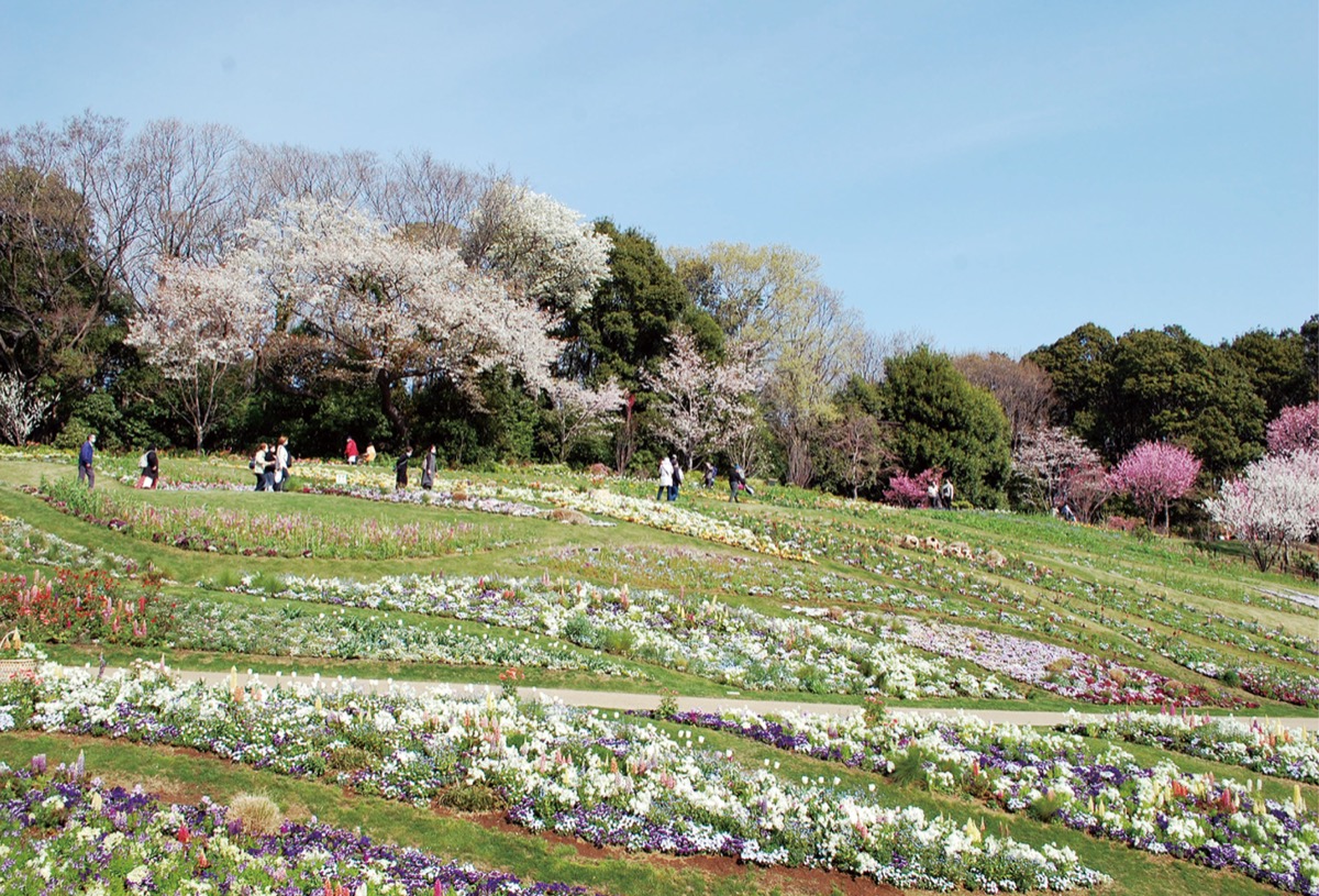 ズーラシア ツシマヤマネコ 繁殖成功 人工授精で国内初 旭区 タウンニュース