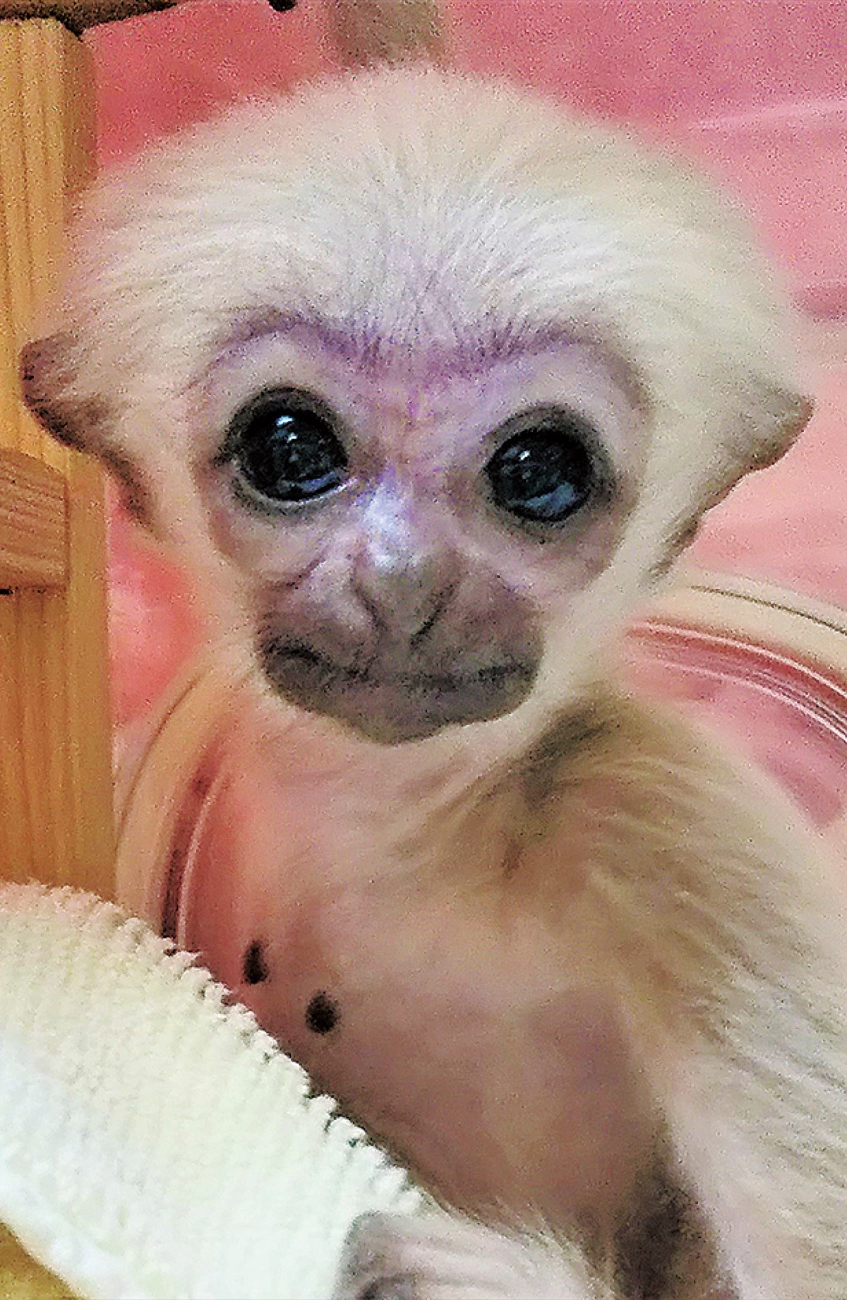 よこはま動物園ズーラシアでボウシテナガザルの赤ちゃんを公開 4月日 28日 正午から５分間 旭区 タウンニュース