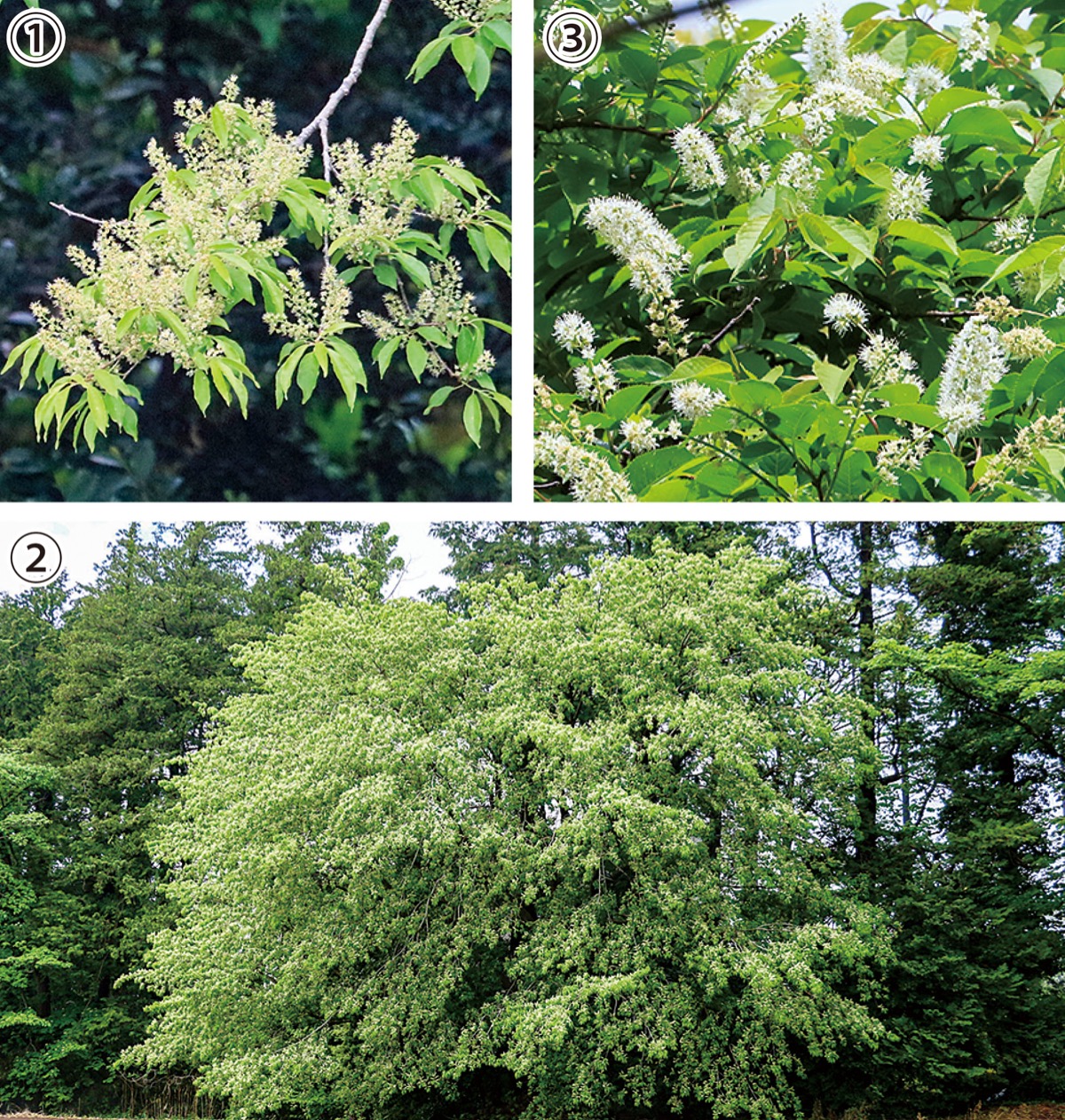 瀬谷の生き物だより 171