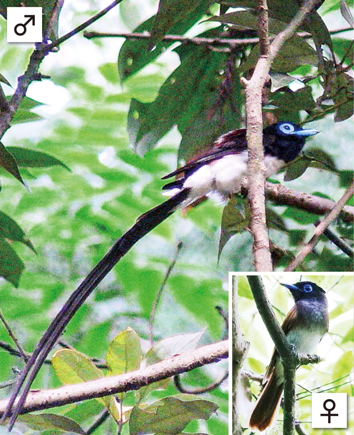 瀬谷の生き物だより172