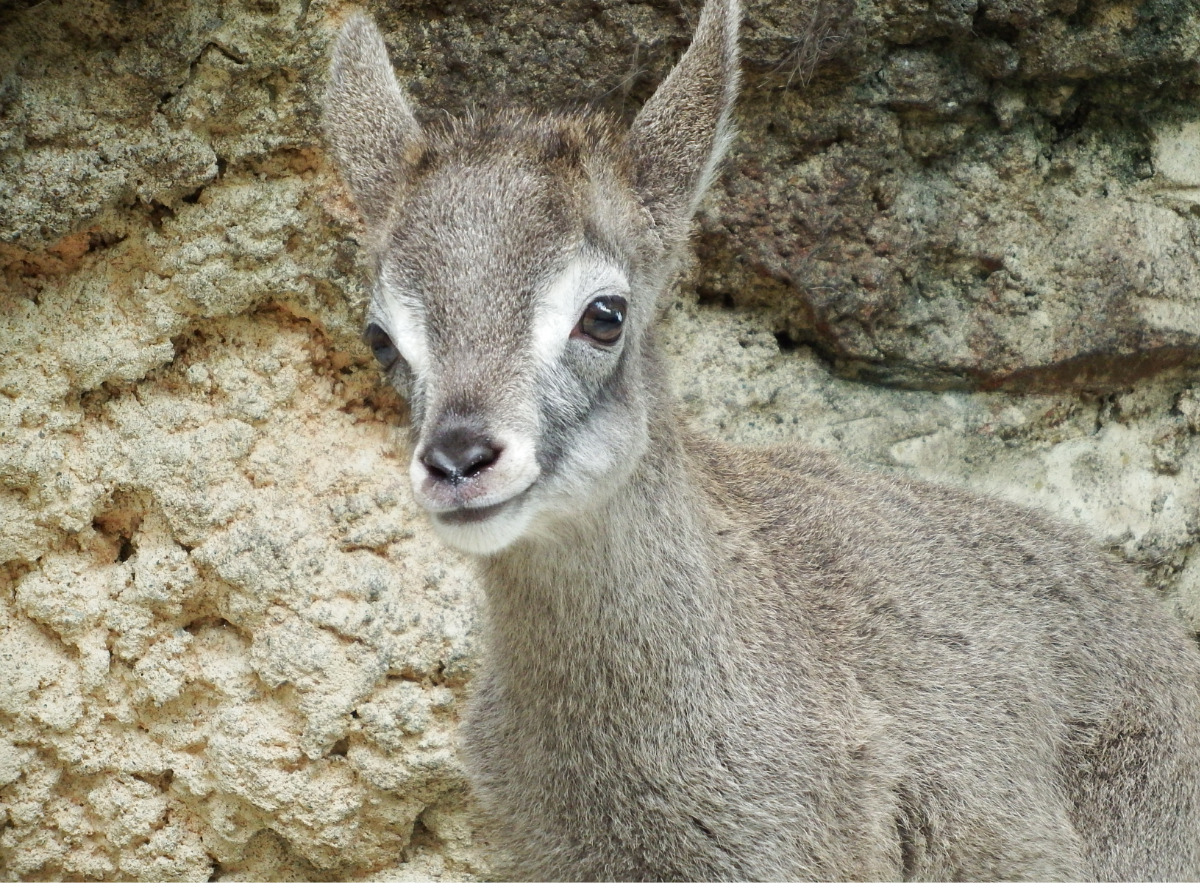 6月下旬撮影のユズ=金沢動物園提供
