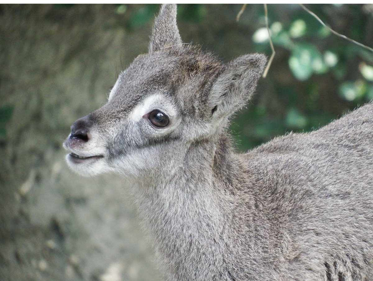 6月下旬撮影のユズ=金沢動物園提供