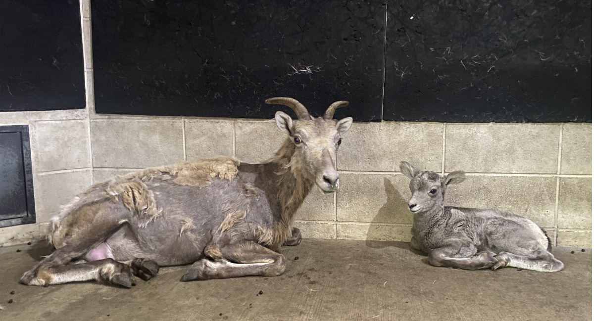 ノゾミと赤ちゃん(金沢動物園提供)