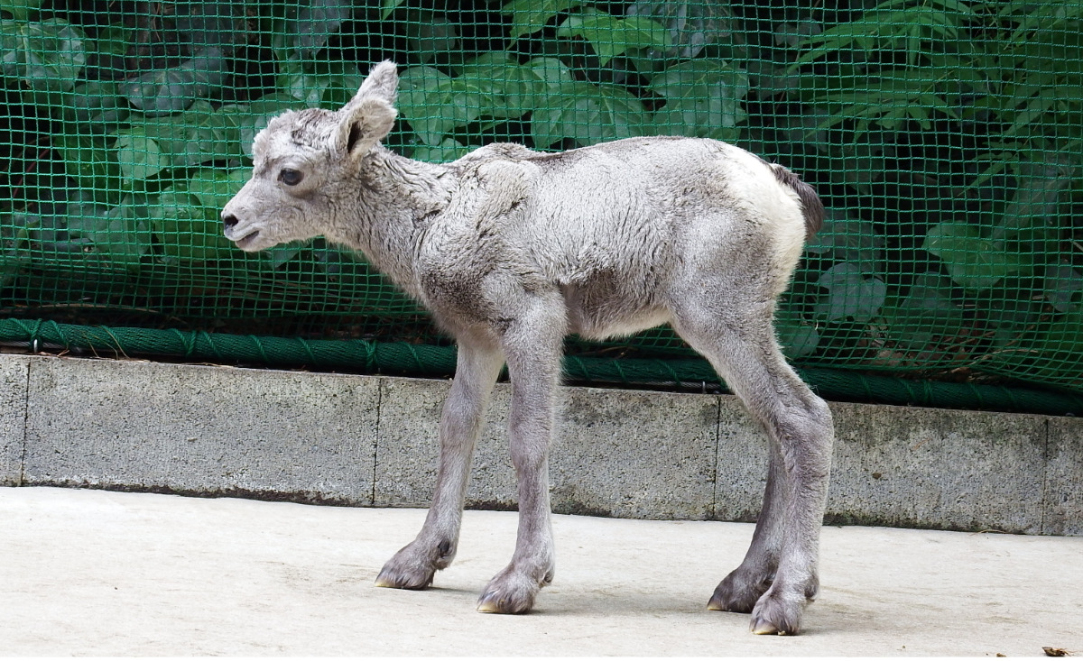 展示練習中の赤ちゃん(金沢動物園提供)