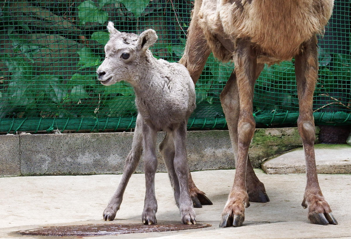展示練習中の赤ちゃん(金沢動物園提供)