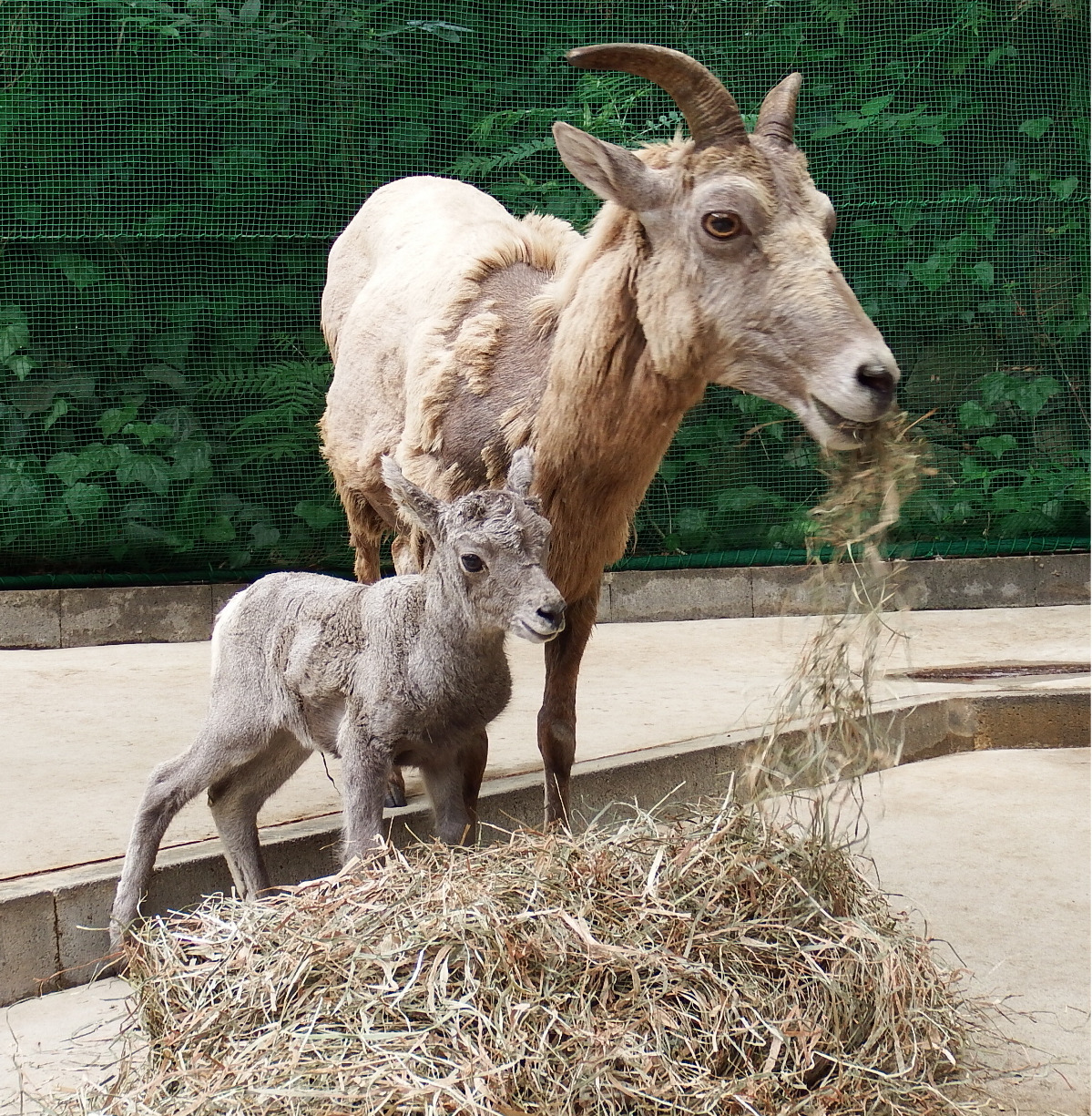 食事中の母、ノゾミに寄り添う赤ちゃん(金沢動物園提供)