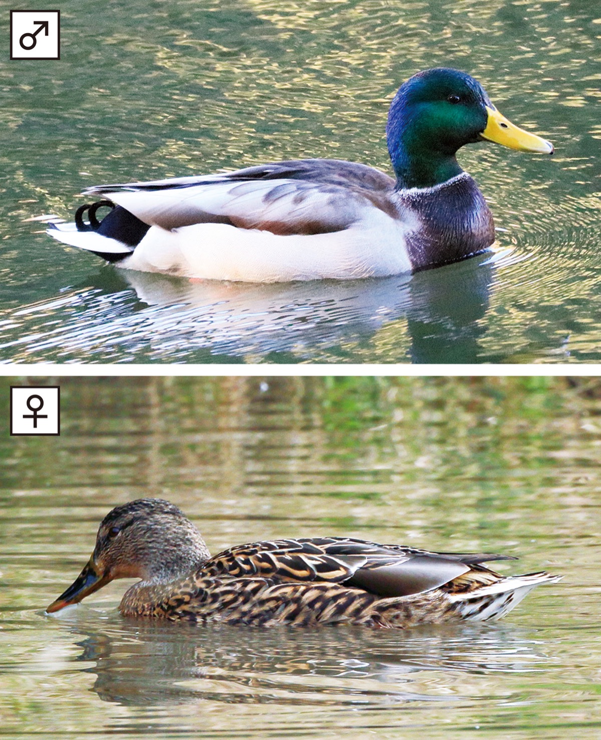 瀬谷の生き物だより181