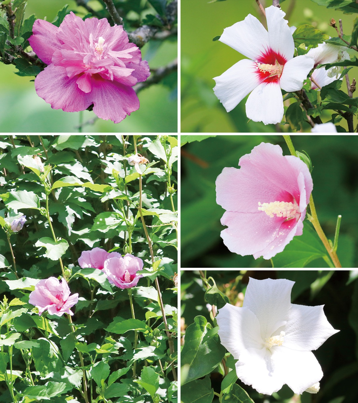 瀬谷の生き物だより１８７