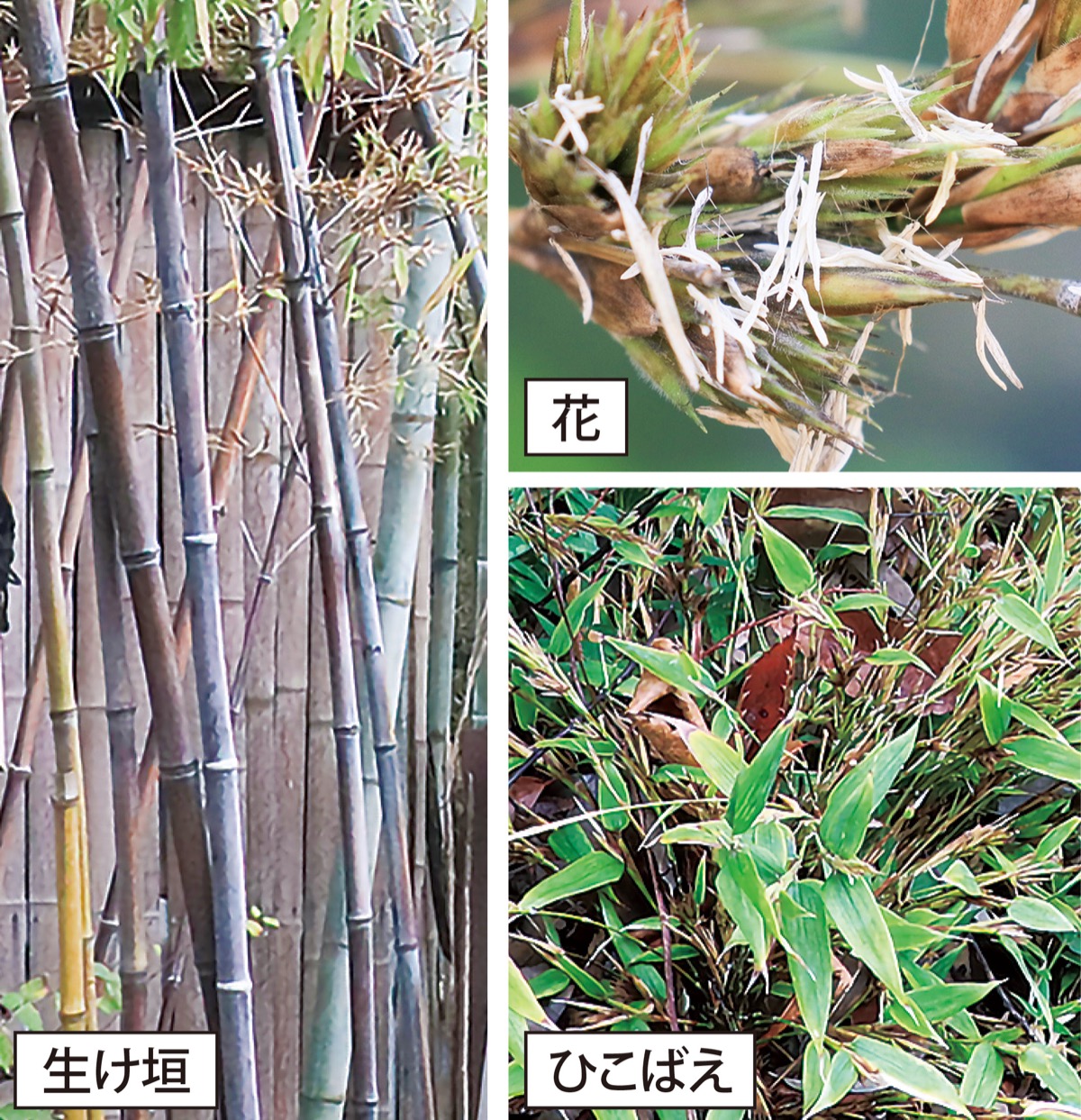 瀬谷の生き物だより189