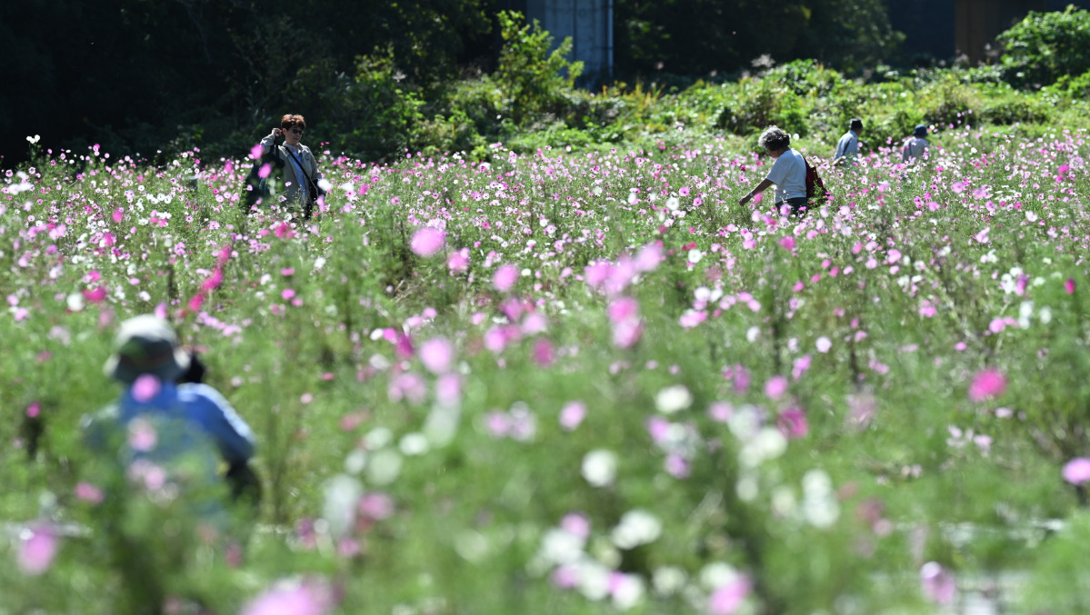 薄紅色のコスモス一面に
