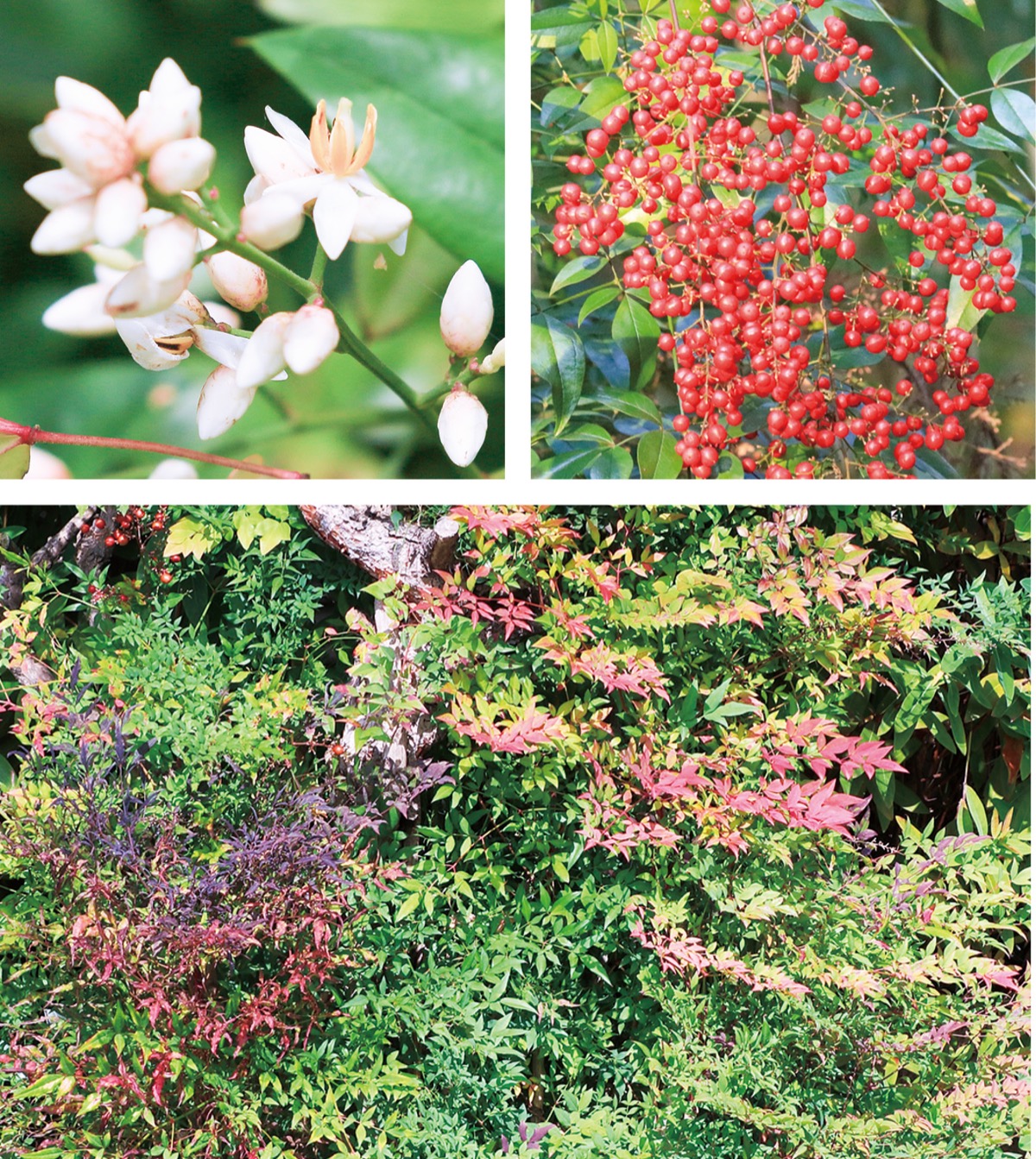 瀬谷の生き物だより 190