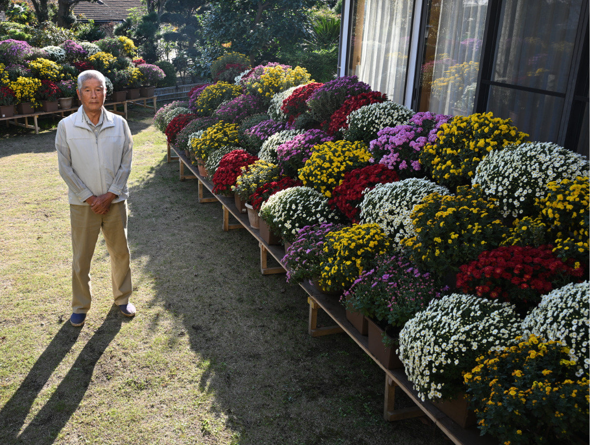 晩秋彩るざる菊