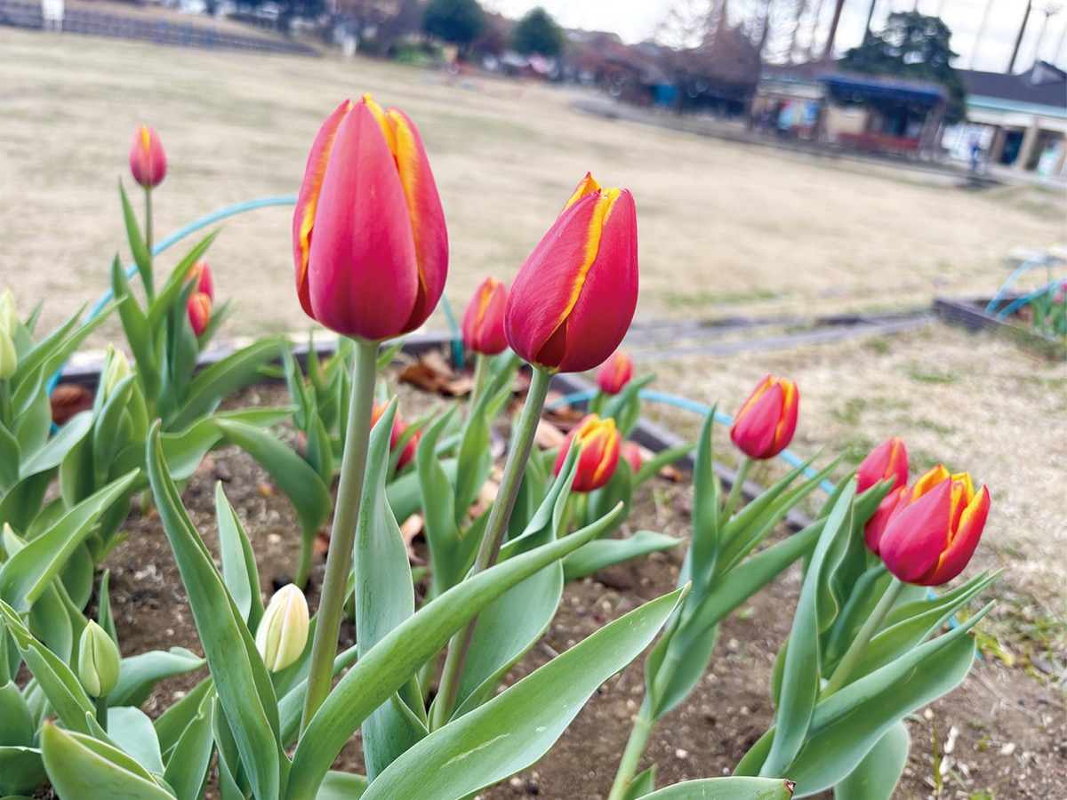 寒さに負けず見頃