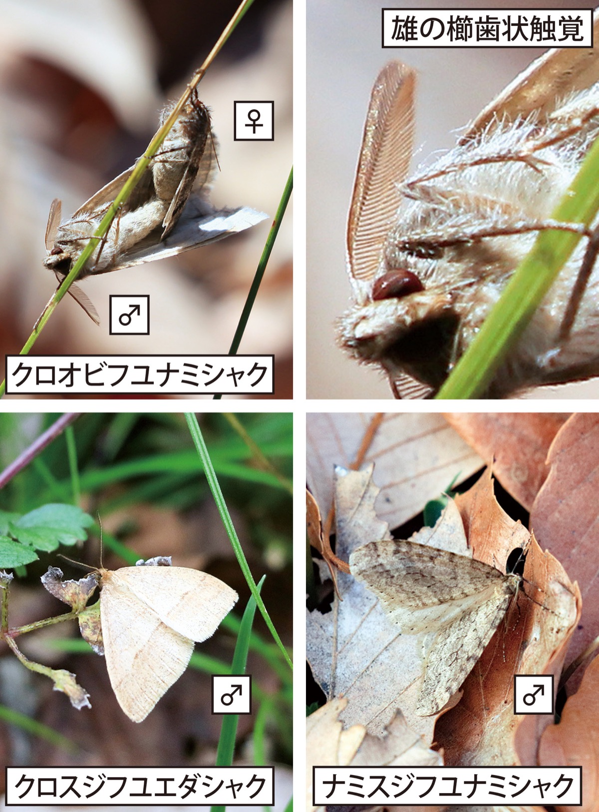 瀬谷の生き物だより 192