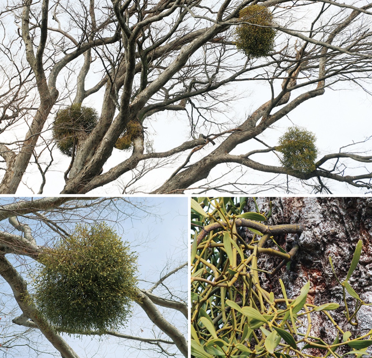 瀬谷の生き物だより 194