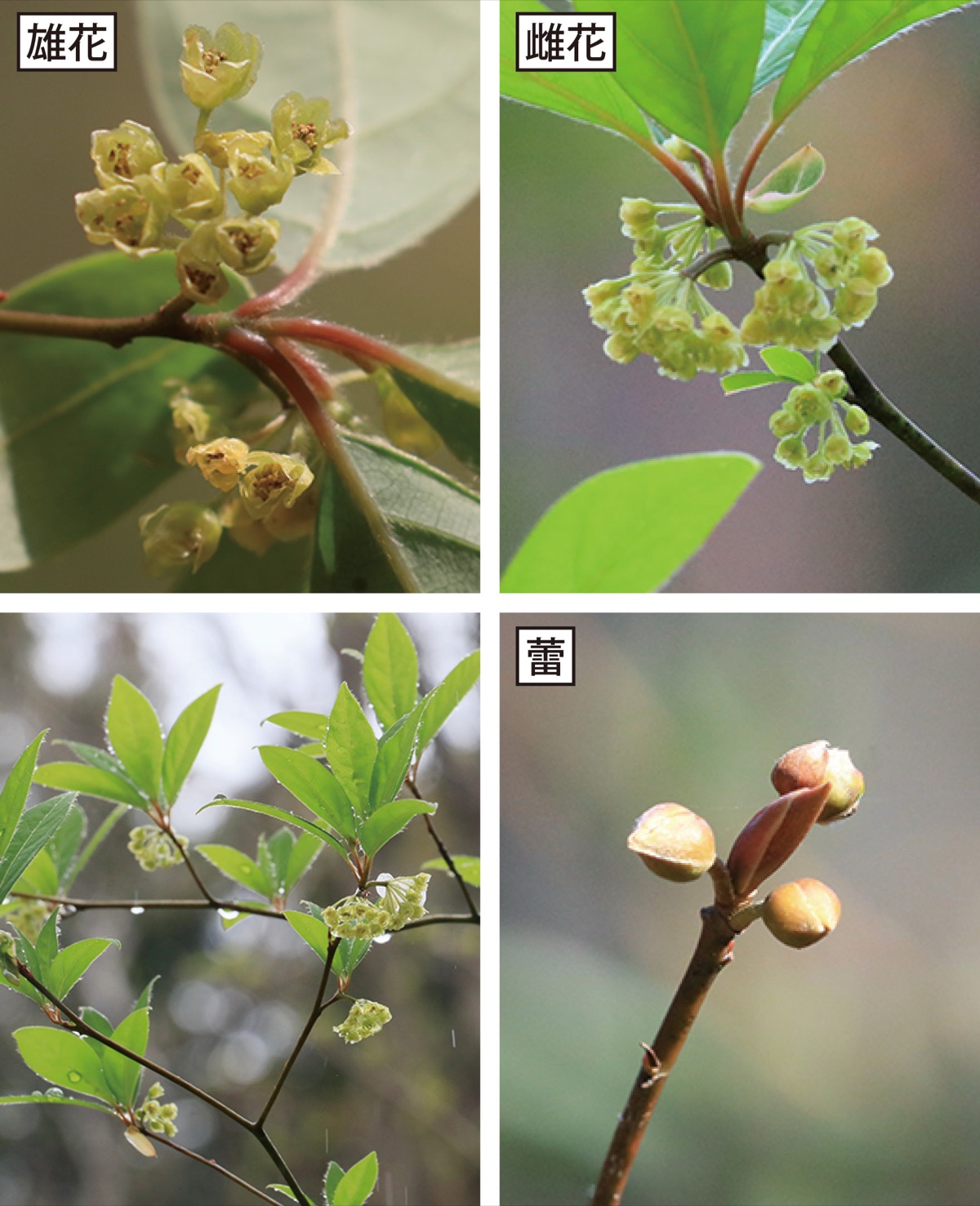 瀬谷の生き物だより 195