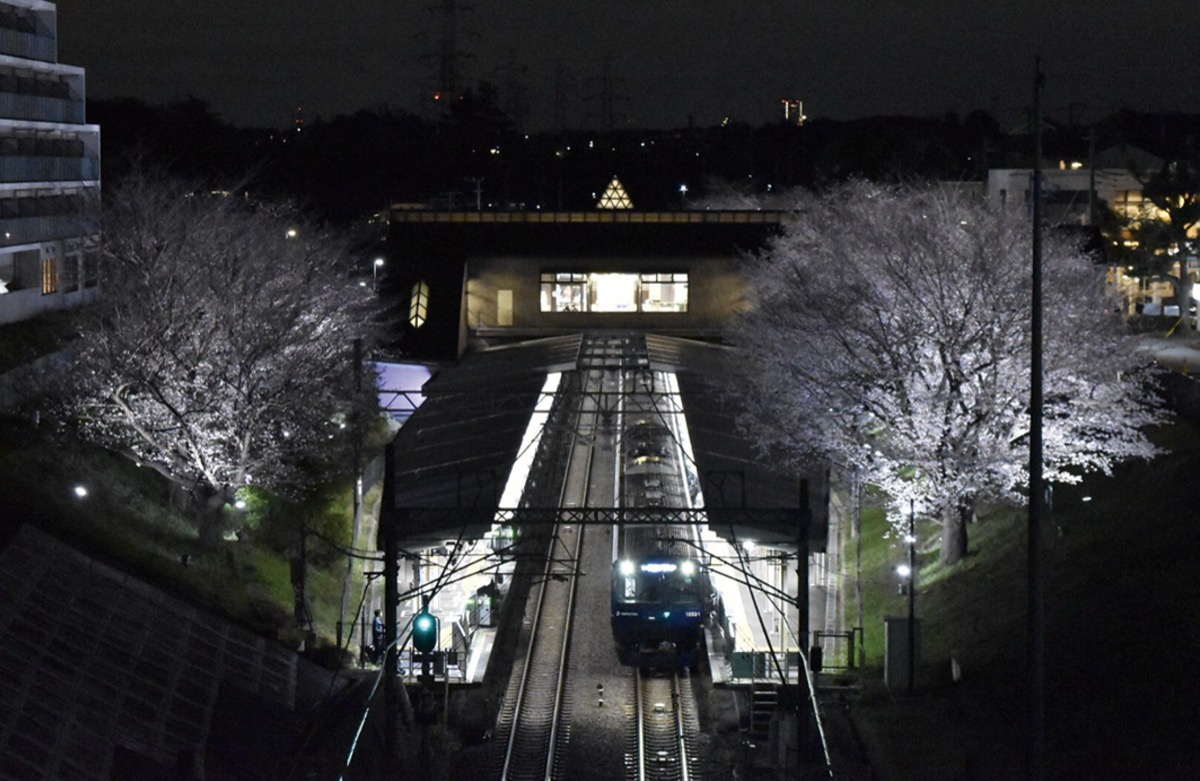 弥生台駅を彩る夜桜（本人提供）