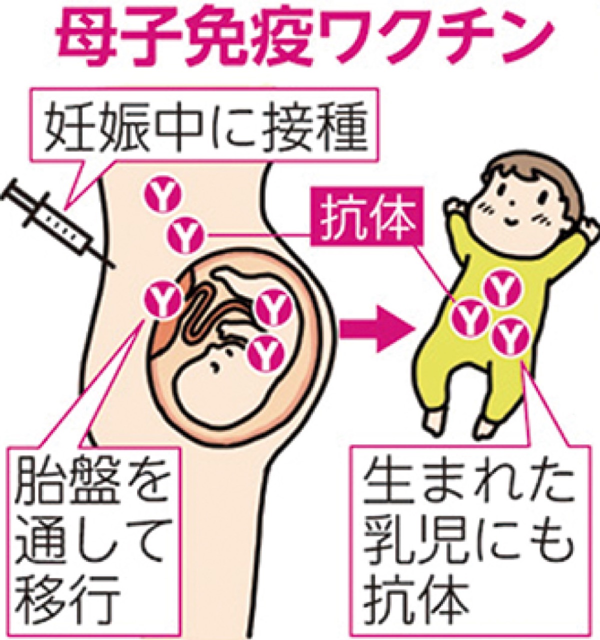 「RSウイルス母子免疫ワクチン」が無料に! (写真3)