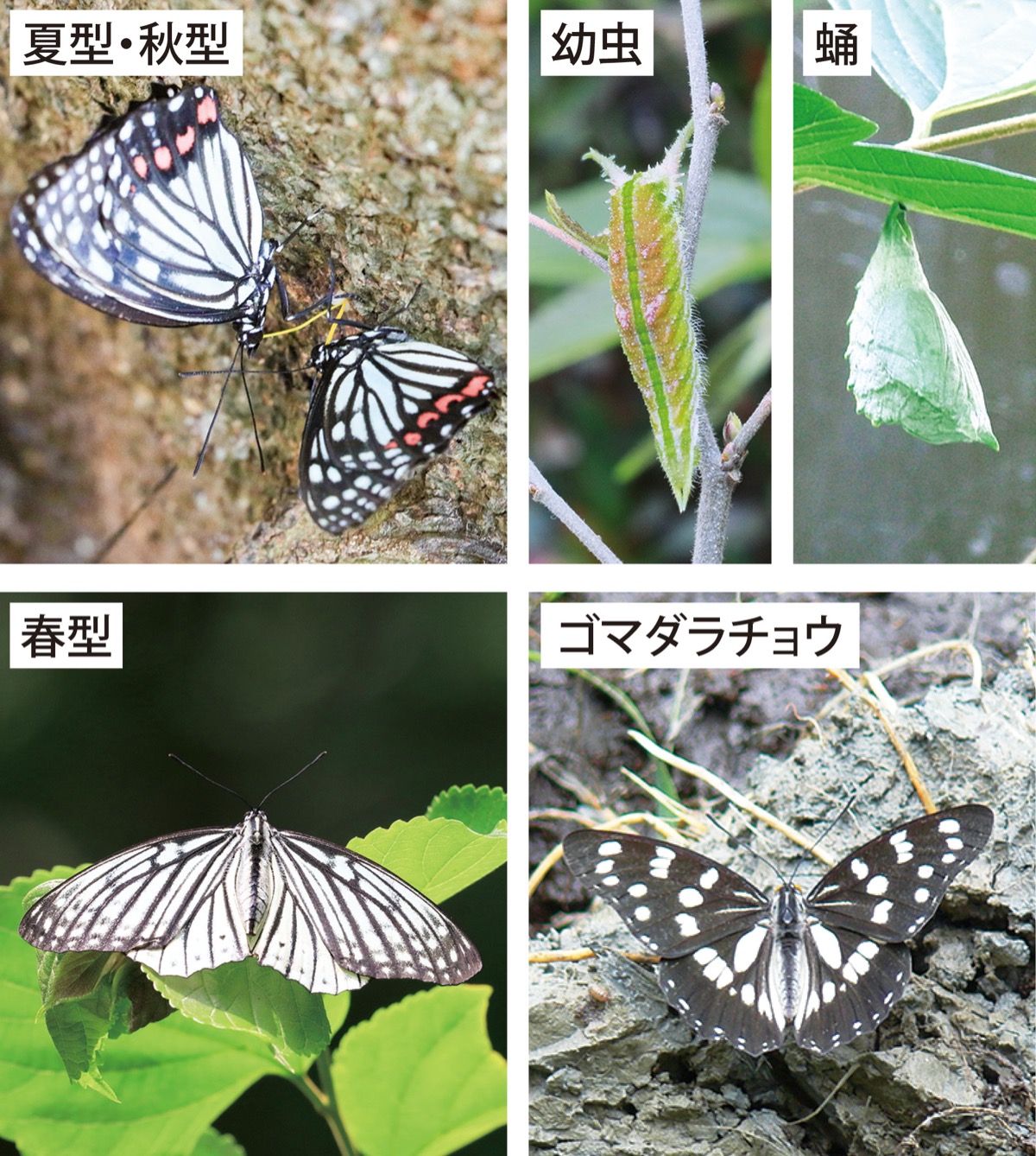 瀬谷の生き物だより 19８