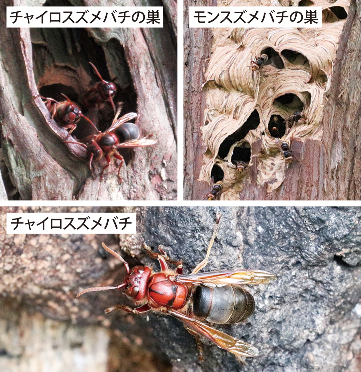 瀬谷の生き物だより 199
