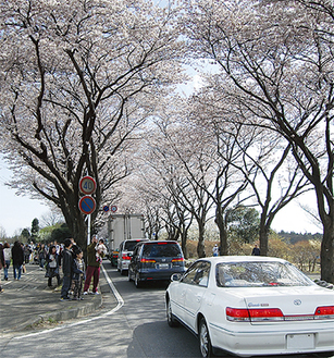 桜の時期には多くの人で賑わう海軍道路
