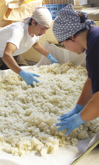 蒸かした１６０kgの米に糀菌を混ぜる