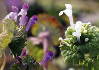 小さな花を付けるホトケノザ（左）とシロバナホトケノザ（中村さん撮影）