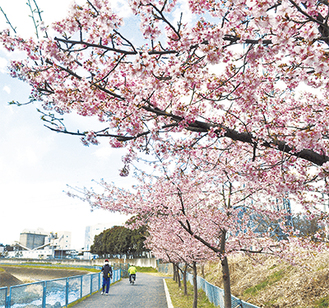 境川に沿って植えられている河津桜※2月11日撮影