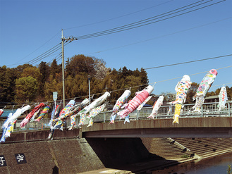 境川の中島橋で掲揚されている鯉のぼり