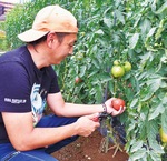 トマトを収穫する林さん