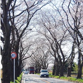 アーチ形となっている海軍道路の桜並木（３月26日撮影）
