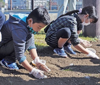 手づくりのたねダンゴを地面に植える子どもたち