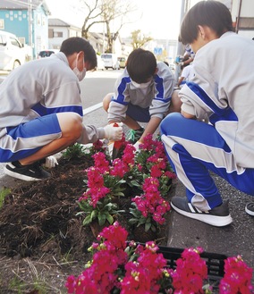 海軍道路沿いに花を植える生徒たち