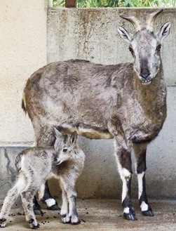 母親に寄り添うヴァーヴ（左）＝金沢動物園提供