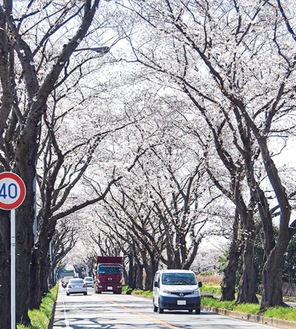 桜の名所として知られる海軍道路※過去の様子