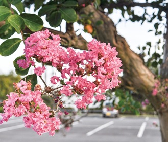 道路沿いで咲いているサルスベリ※14日撮影