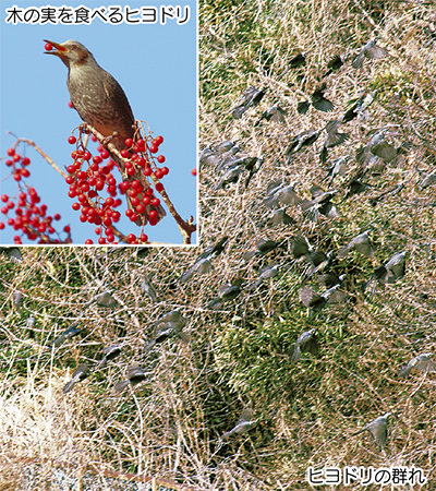 瀬谷の生き物だより【96】