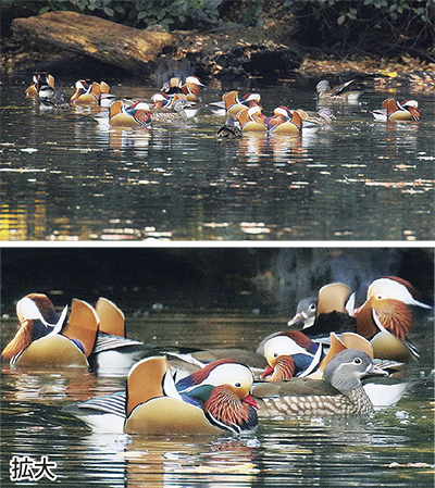 瀬谷の生き物だより【98】