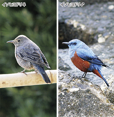 瀬谷の生き物だより【102】