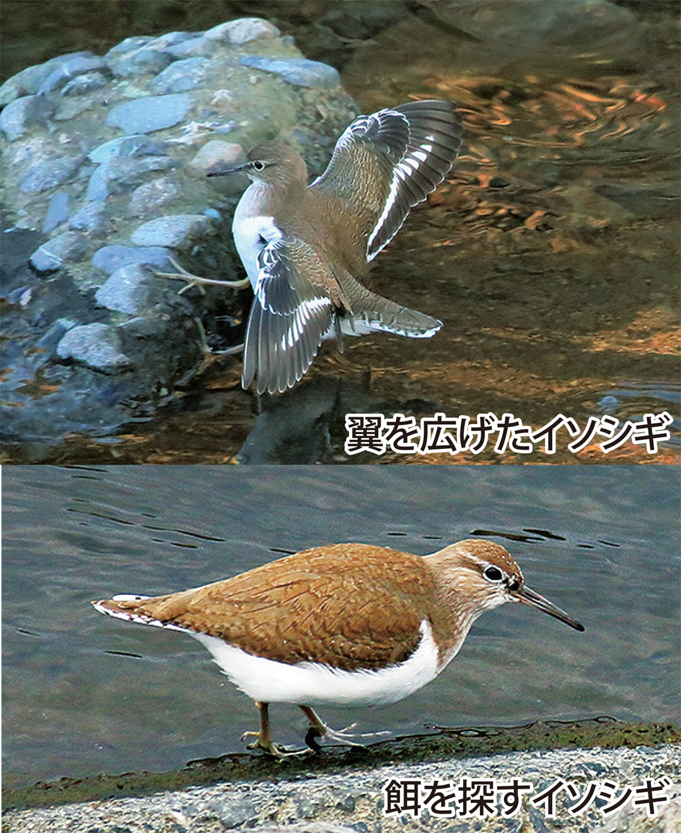 瀬谷の生き物だより【106】