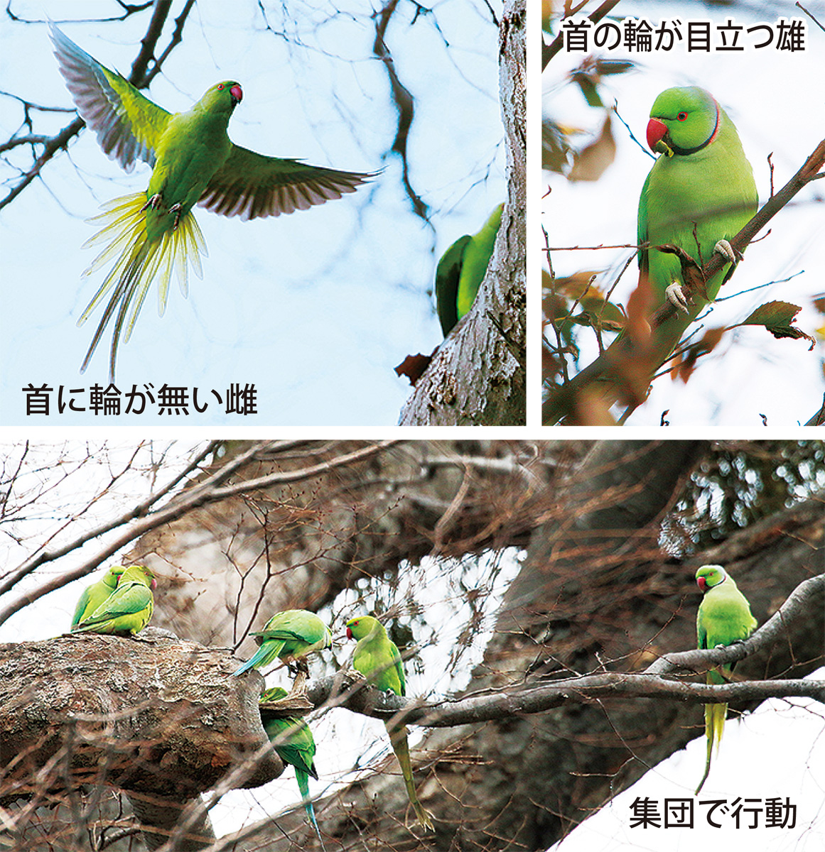 瀬谷の生き物だより【108】