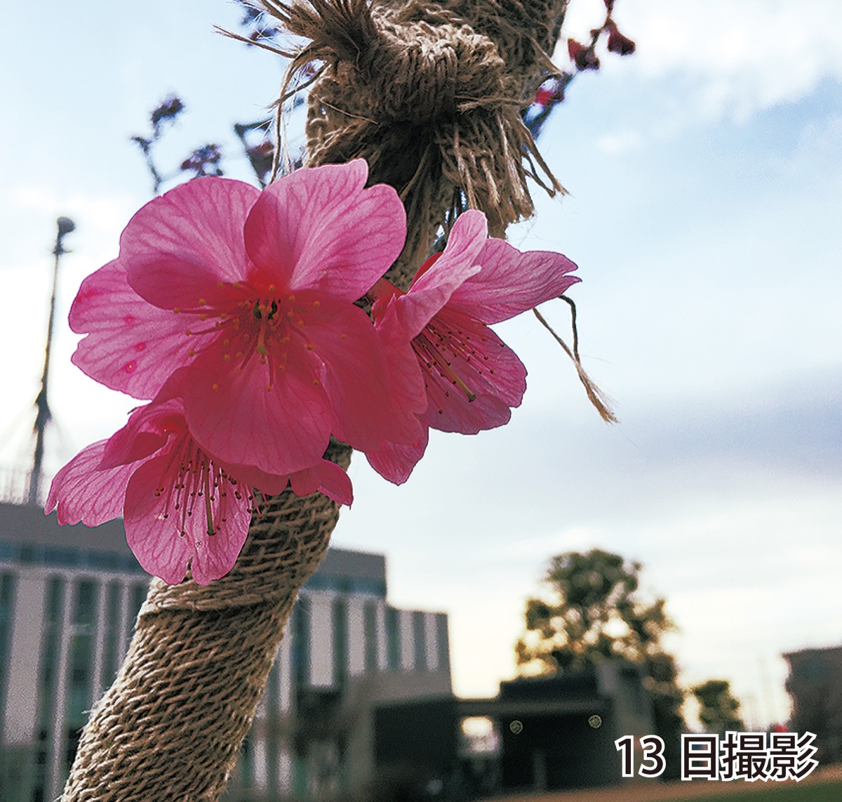 横浜緋桜が開花