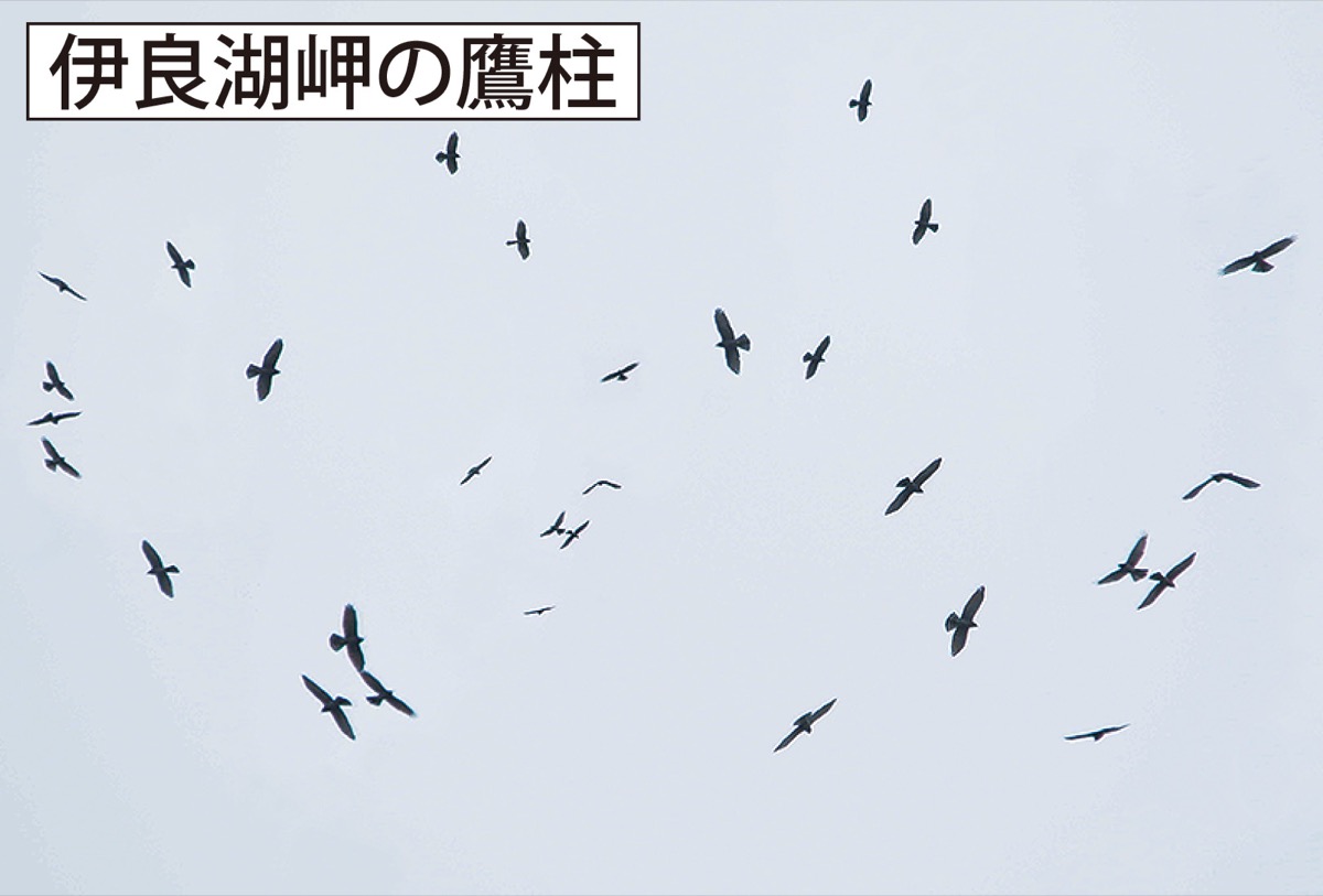 瀬谷の生き物だより12９