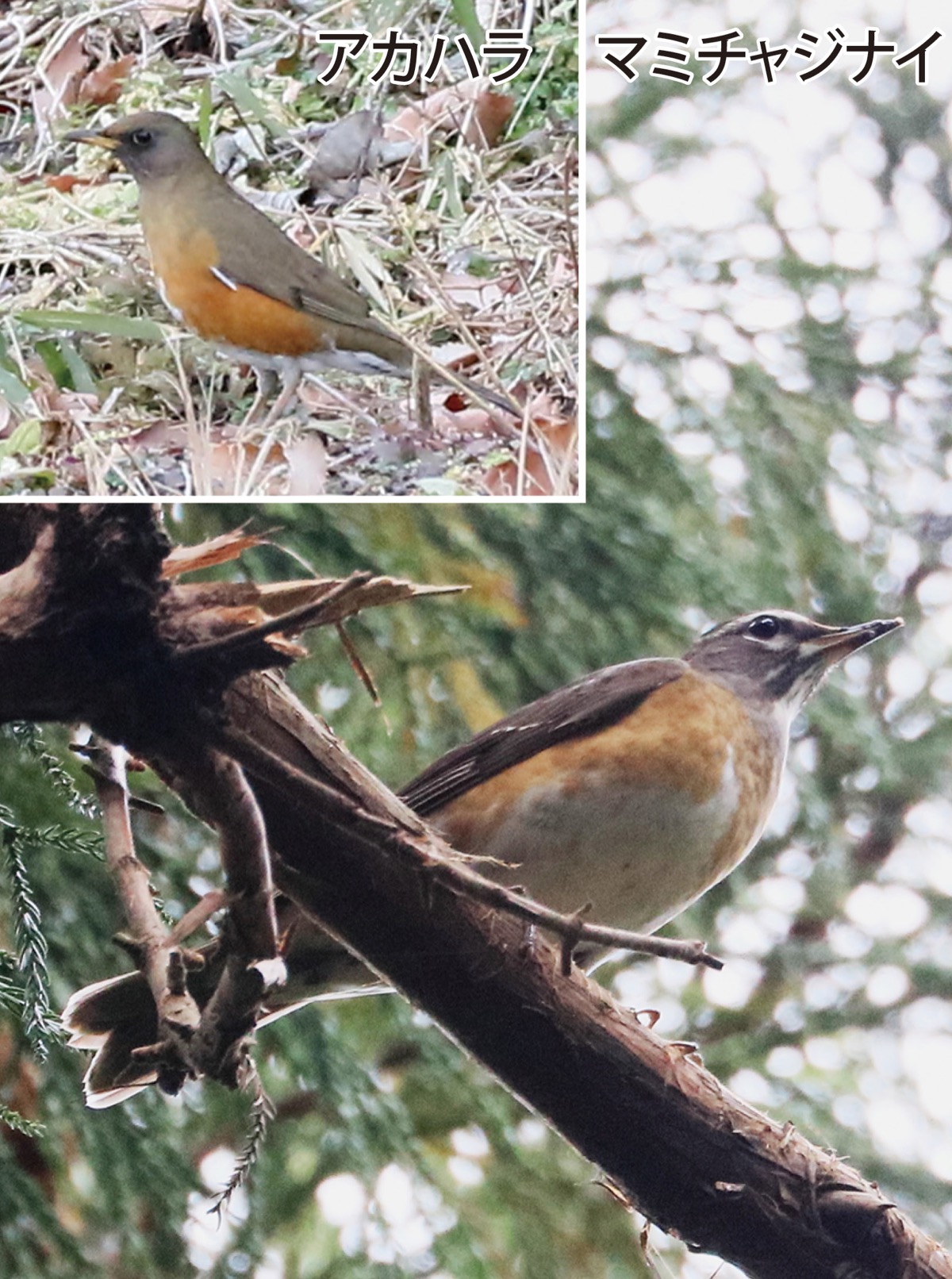 瀬谷の生き物だより1３０