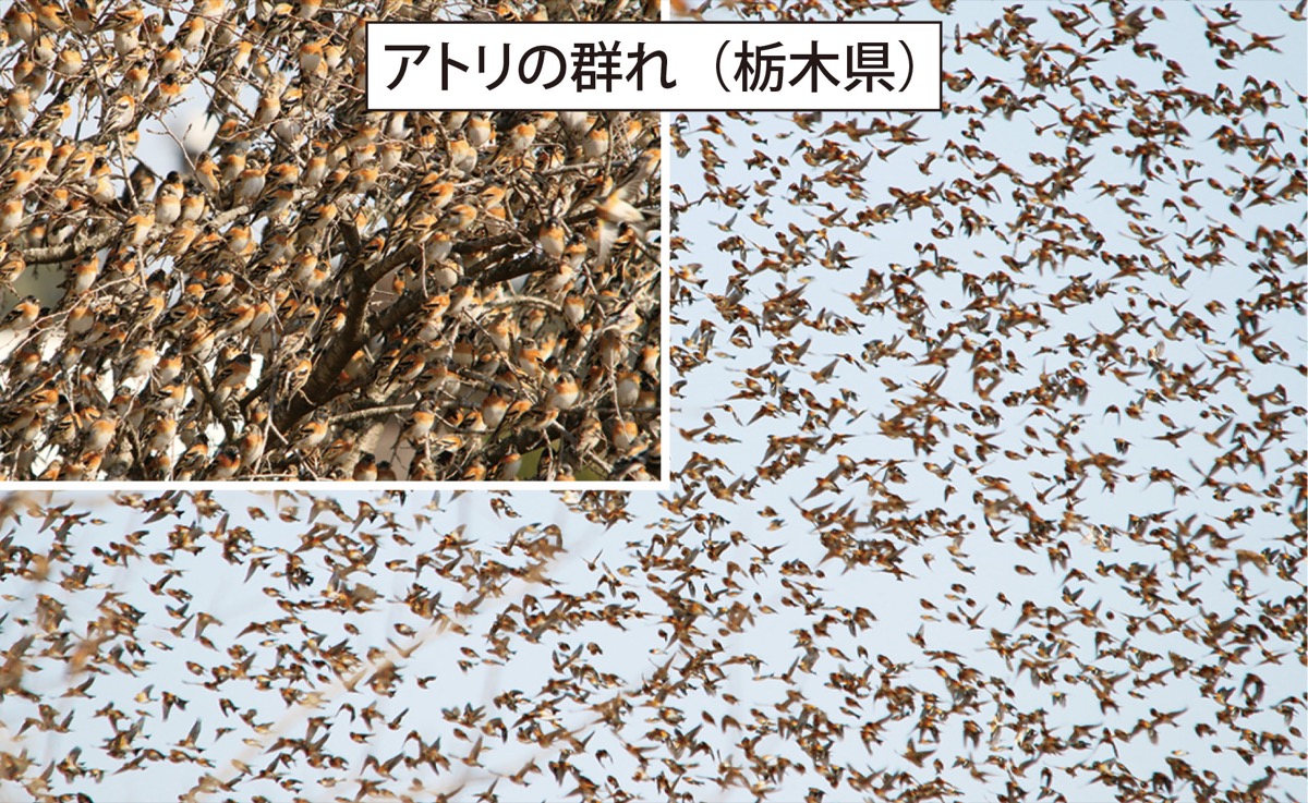 瀬谷の生き物だより１３１