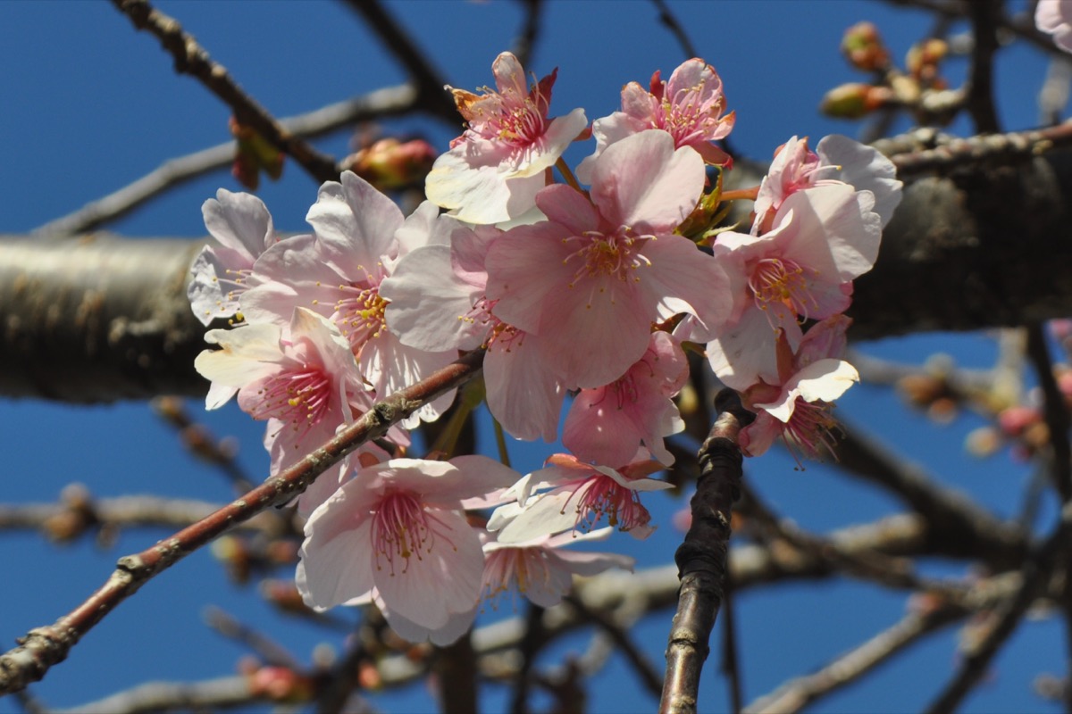 春の訪れ告げる河津桜