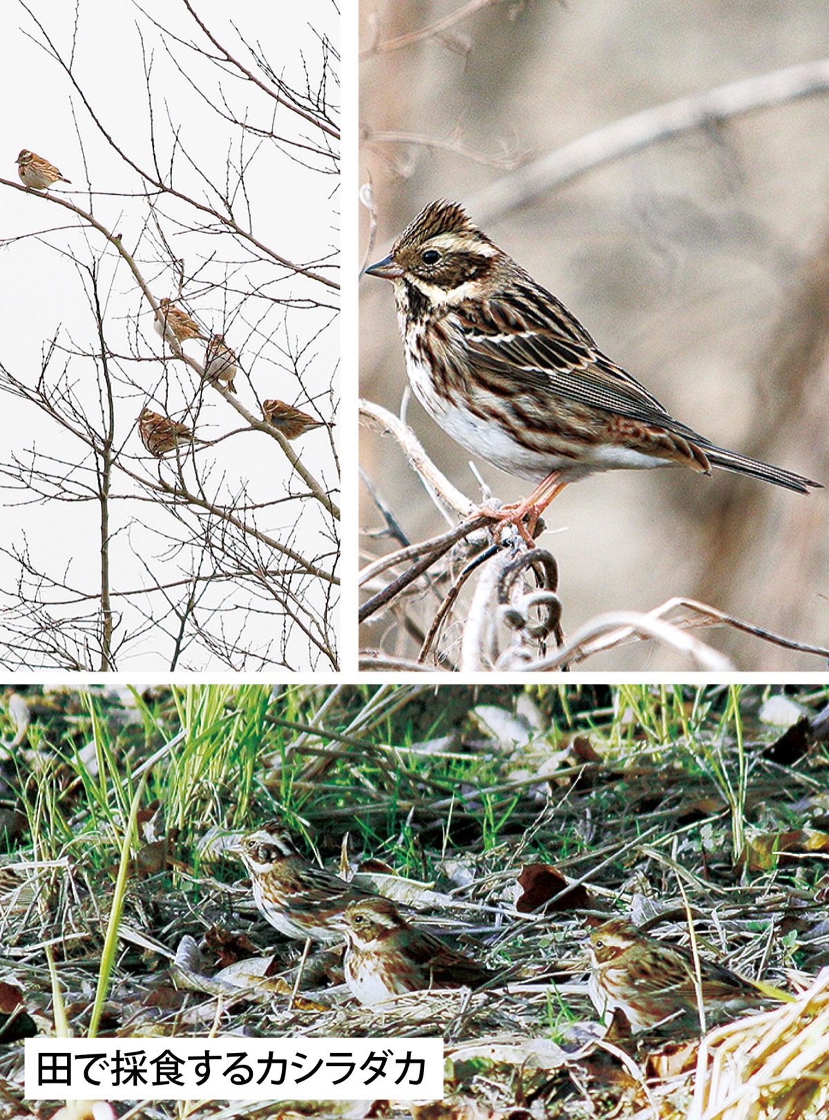 カシラダカ 文 清水道夫 瀬谷環境ネット 写真 中村多加夫 同 瀬谷の生き物だより134 瀬谷区 タウンニュース