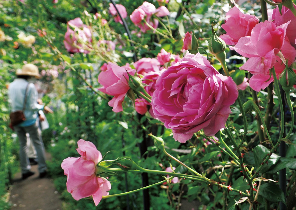 心込めた花ずらり 瀬谷オープンガーデン 賑わう 瀬谷区 タウンニュース